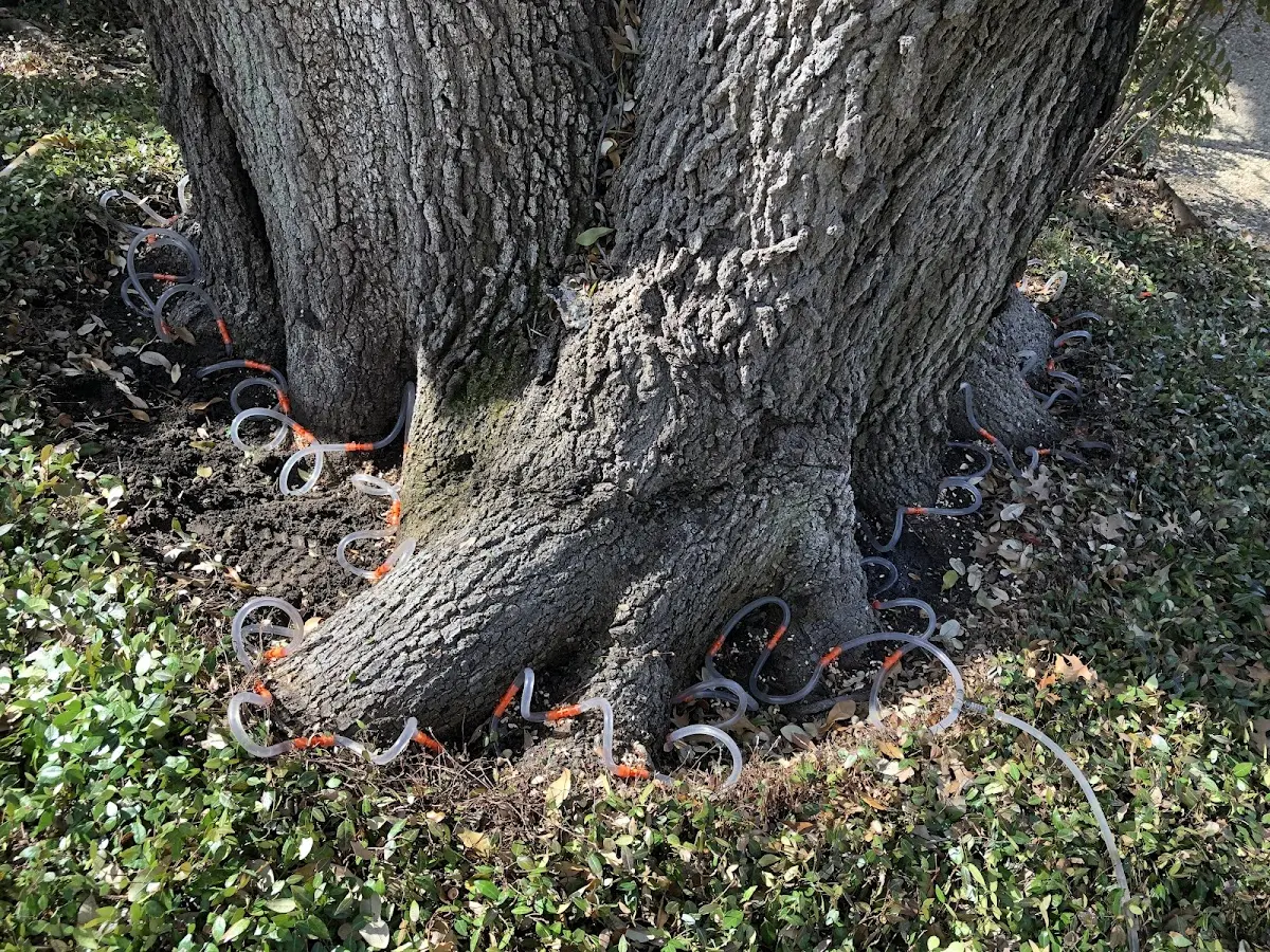 Detailed Tree Cabling and Bracing job site in Leggett